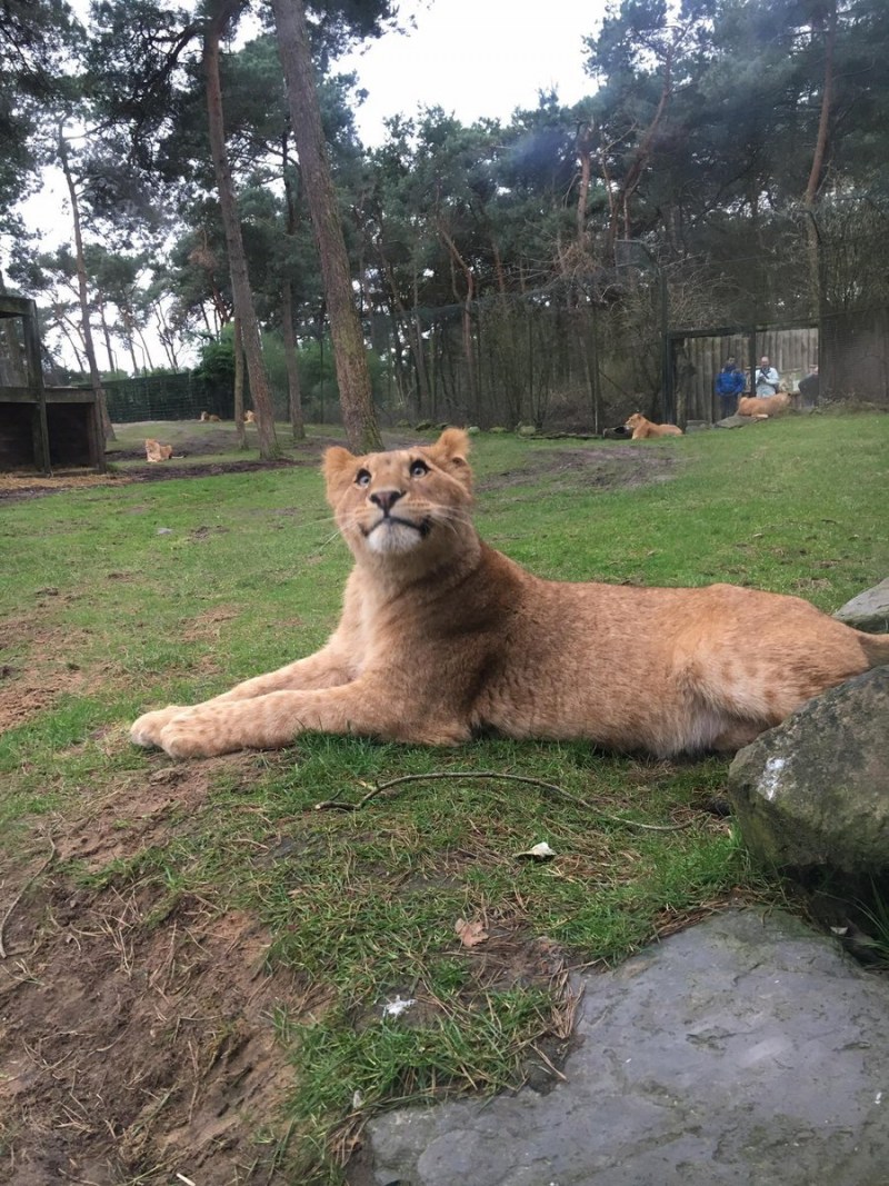 Lioness