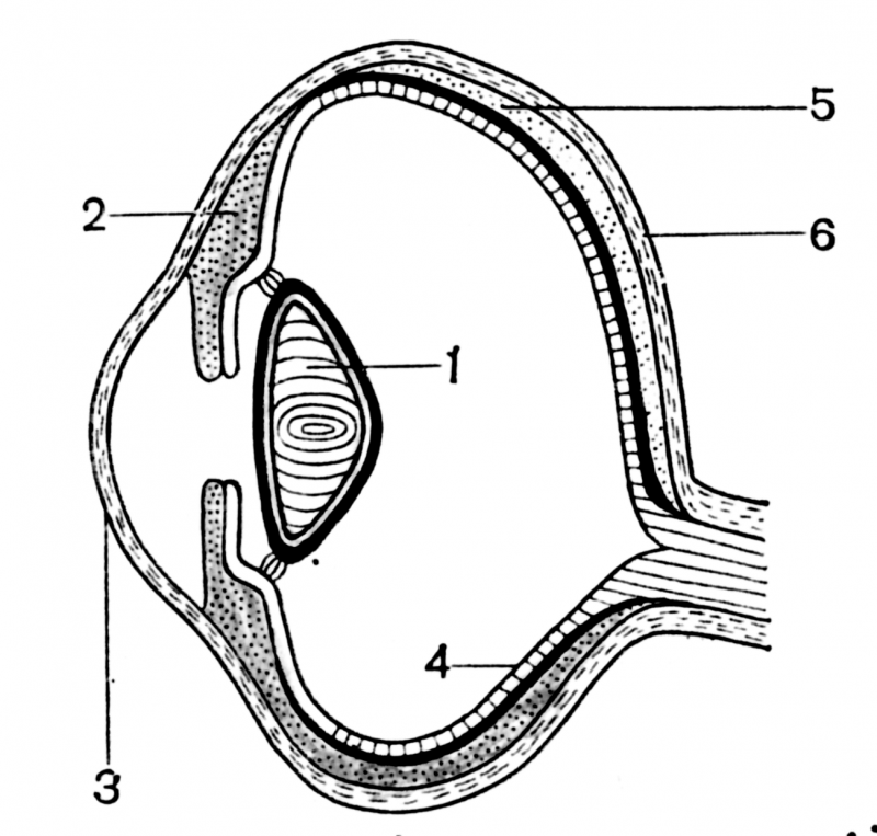 Строение глазного яблока. Строение глаза животного. Строение глаза животных анатомия. Строение глаза позвоночных.