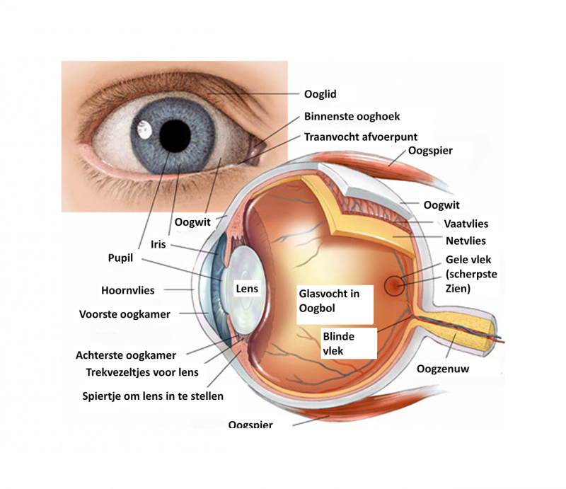Строение глаза фото с описанием