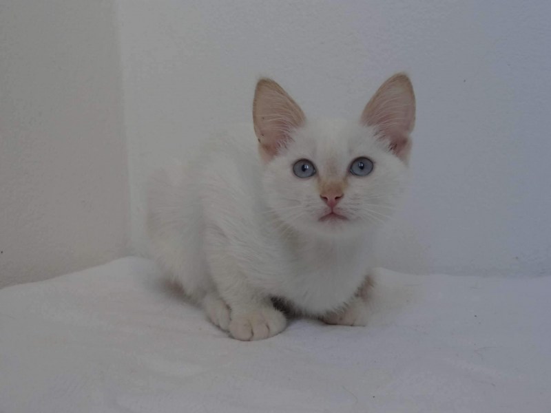 Ред поинт котенок