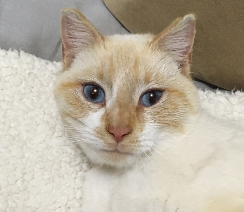 Siamese Red point