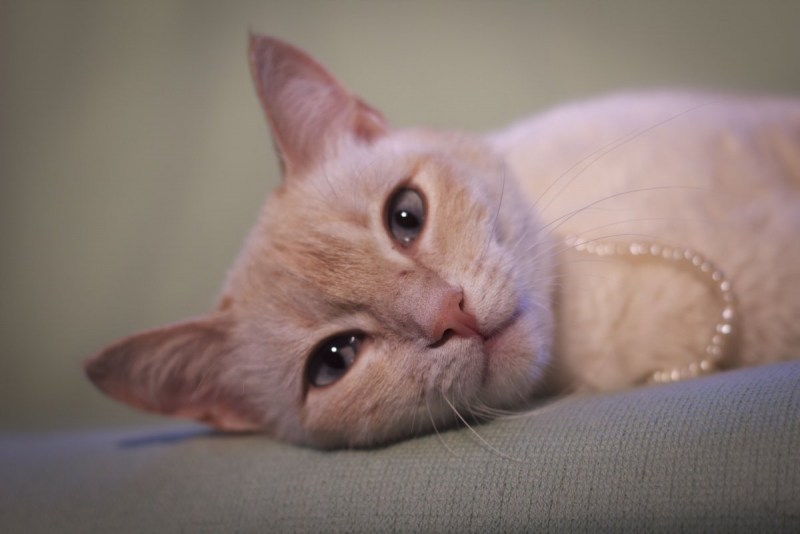 Тайский кот бежевый