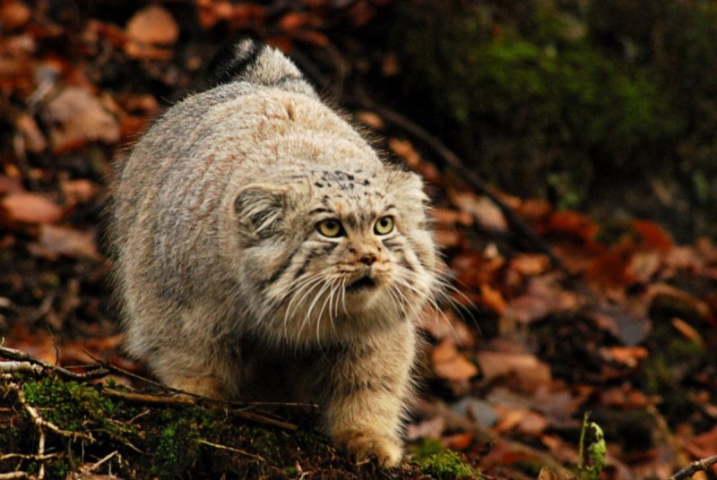 Степная кошка Манул