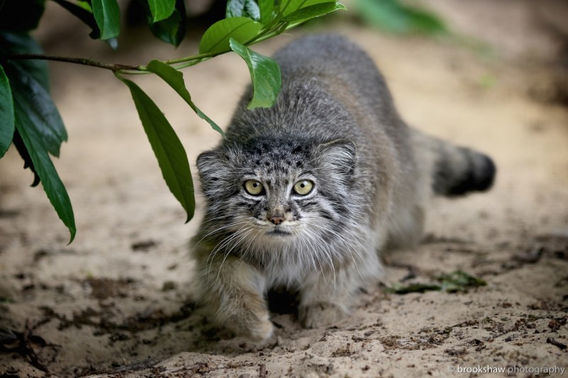 Коты породы Манул