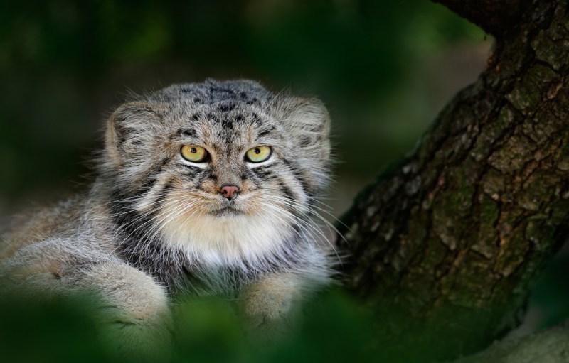 Кот Манул Забайкальского края