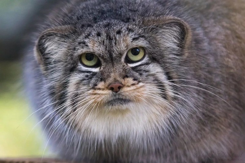 Сибирский дикий кот Манул