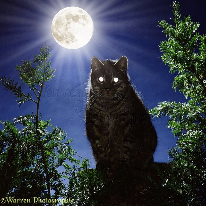Ночь Луна кот