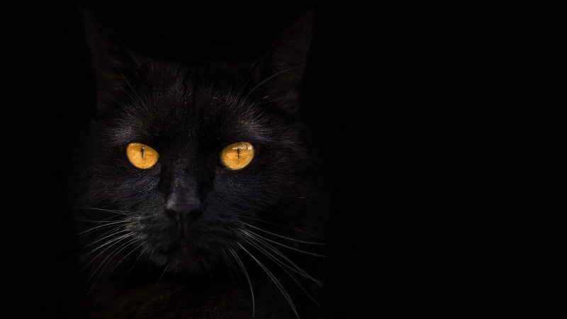 Чёрный кот
