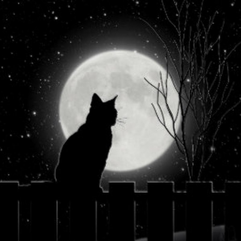 Силуэт кота на фоне Луны