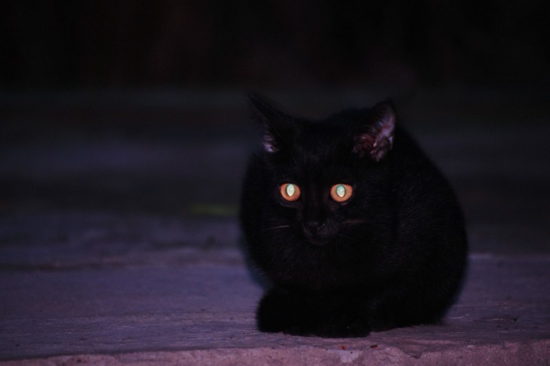 Кошка со светящимися глазами