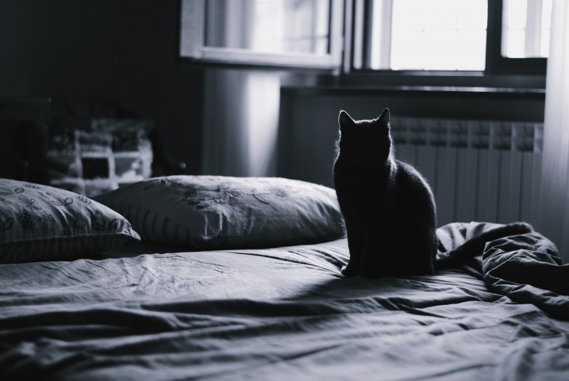 Одинокий кот