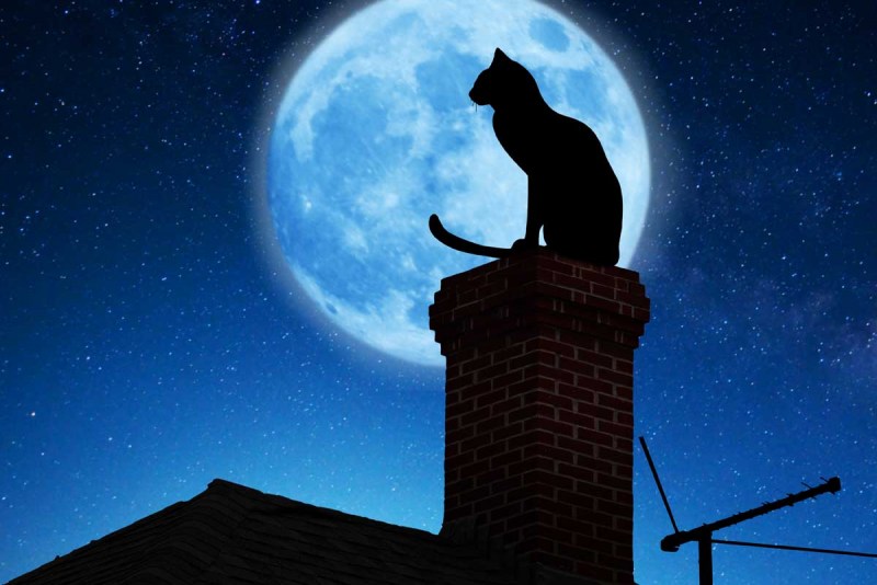 Коты на крыше ночью