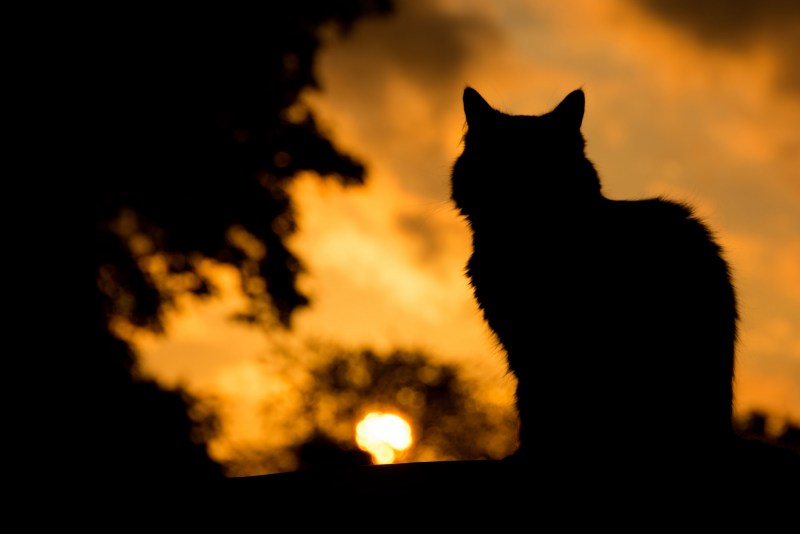 Кошка ночью