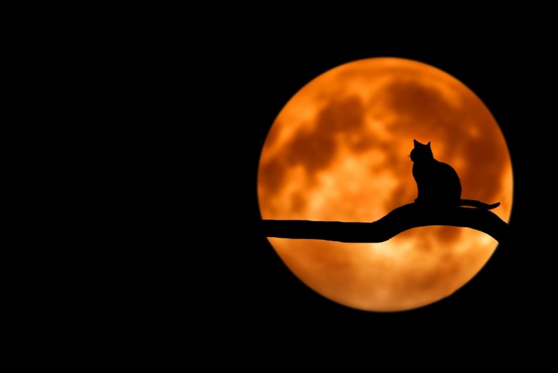 Кошка Луна
