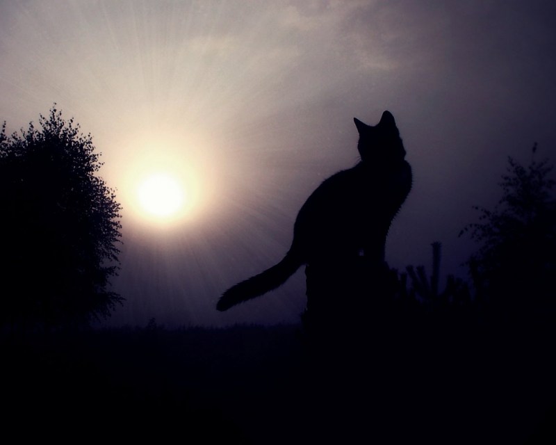 Кот ночью
