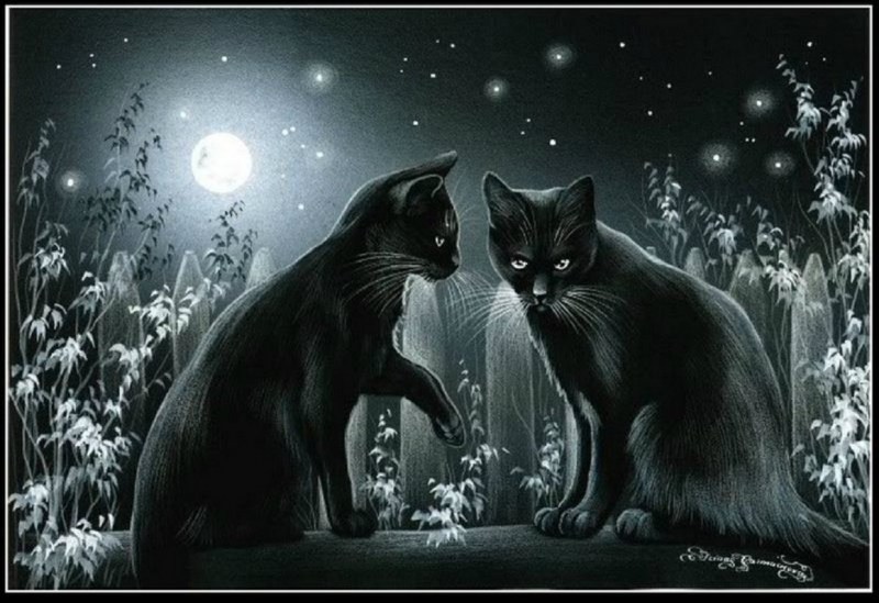 Чёрные коты Ирины Гармашовой