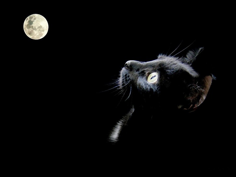 Кошка Луна