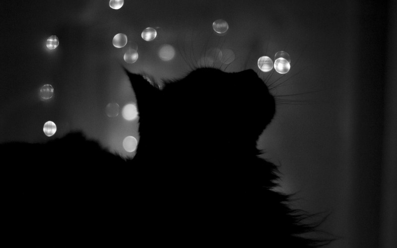 Тень кота