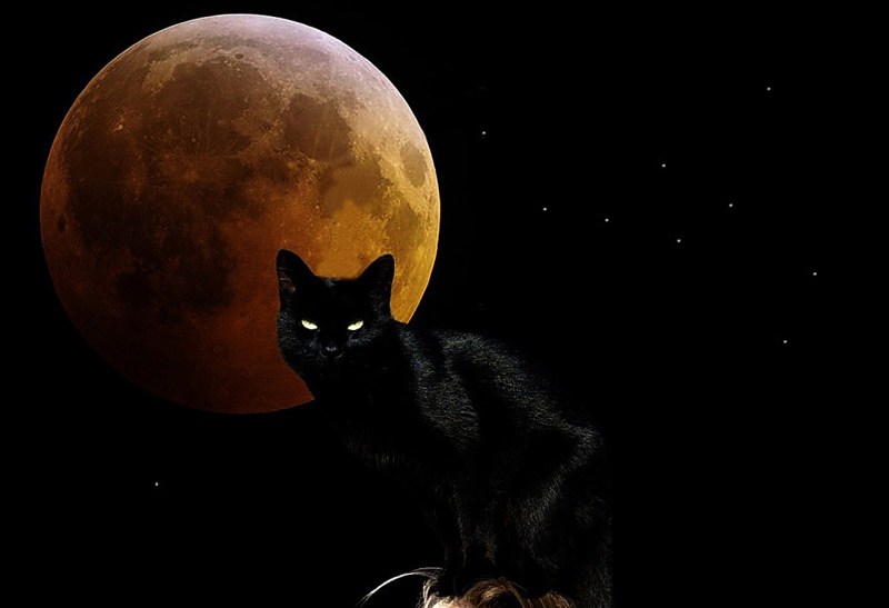 Ночной кот