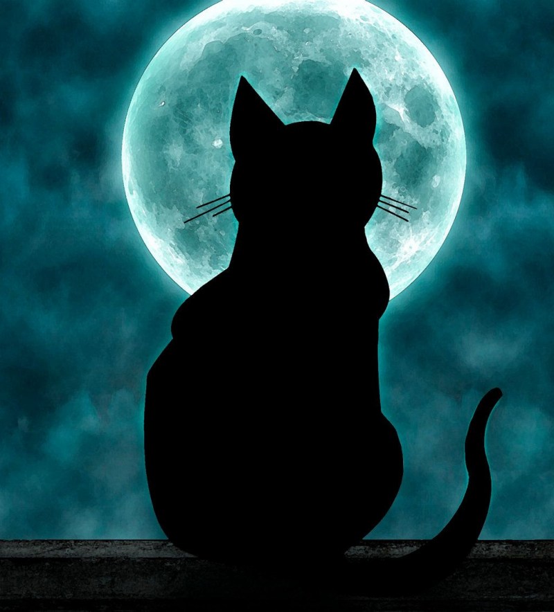 Ночной кот