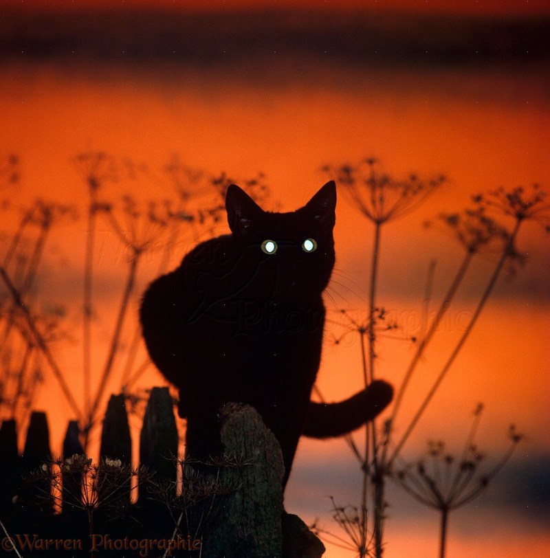 Коты в темноте