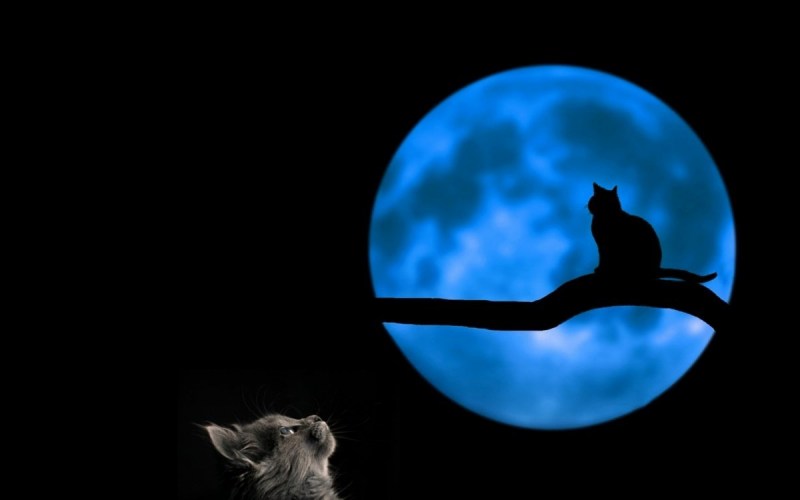 Кошка ночью