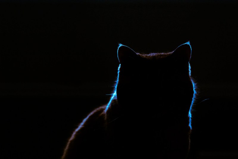 Кошка ночью