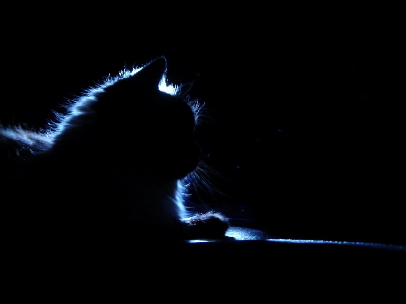 Кот ночью