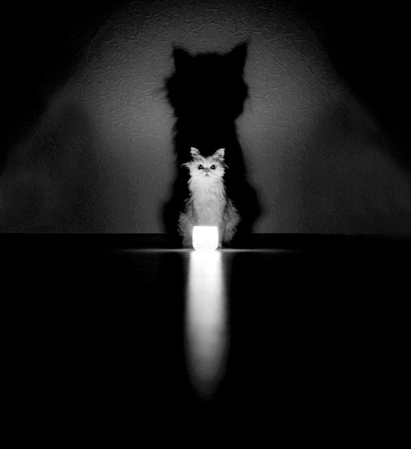 Коты в темноте