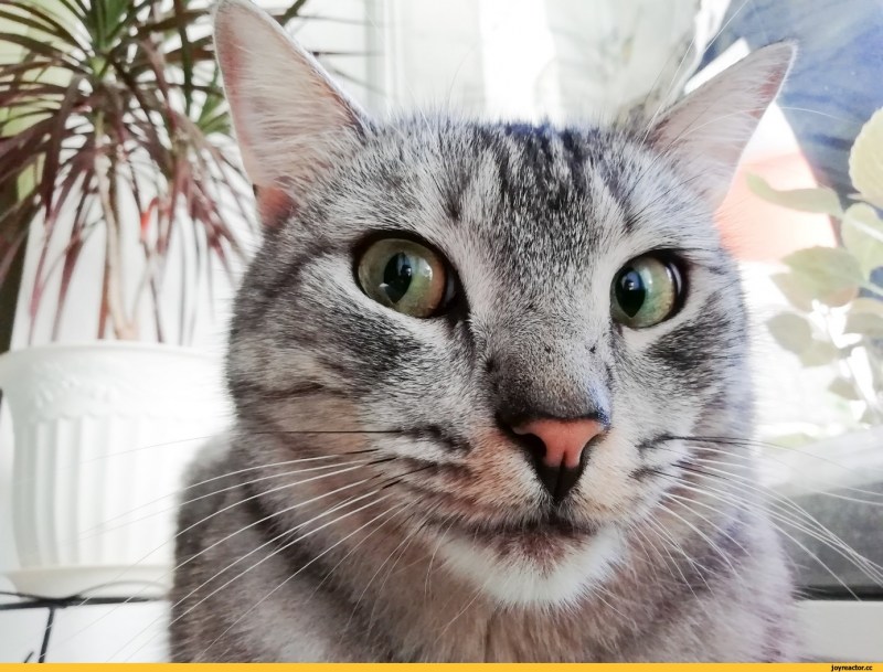 Смешные котэ