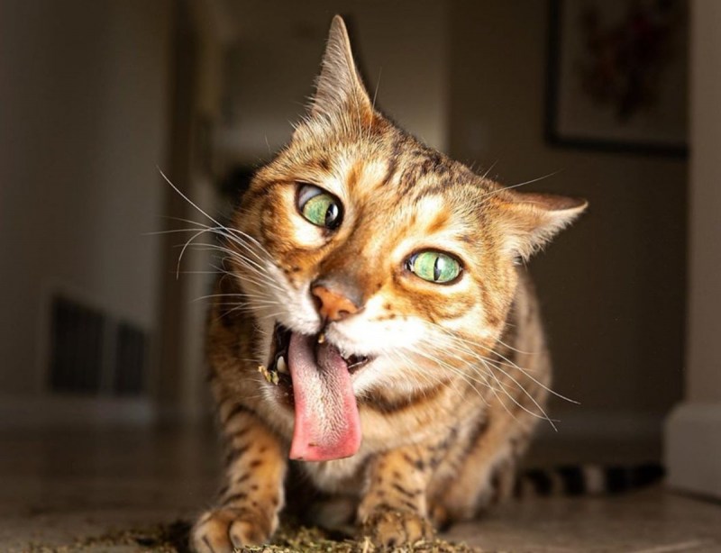 Лютые котэ