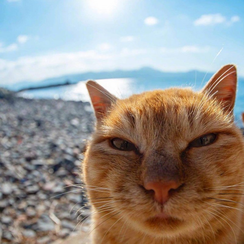 Смешные кошачьи морды