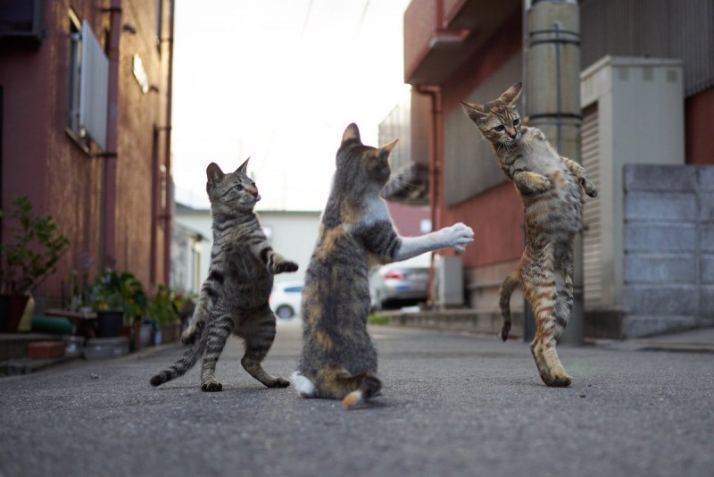 Коты танцуют