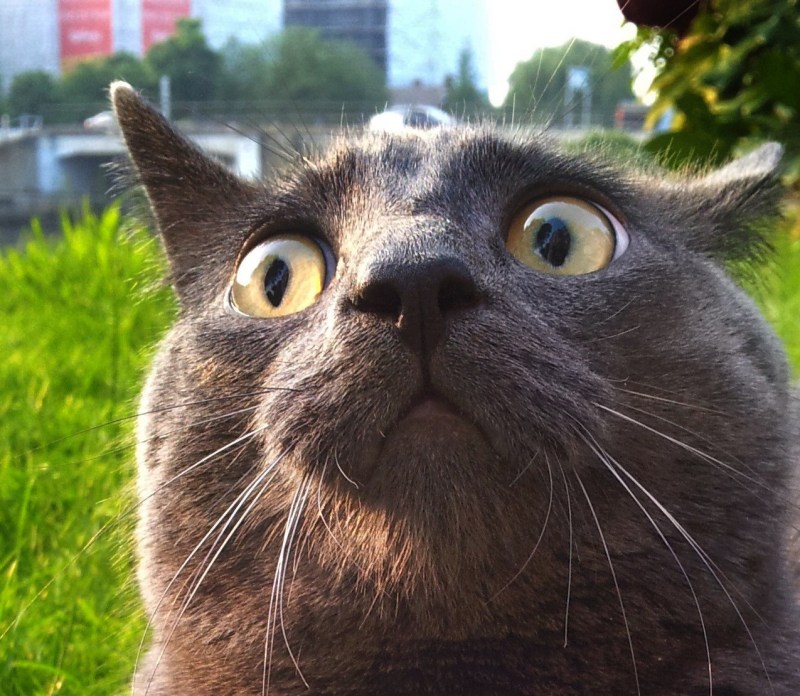 Коты мемы