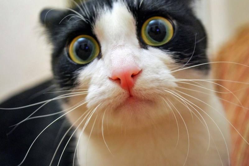 Удивленный котэ