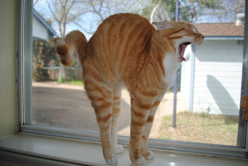 Кот потягивается