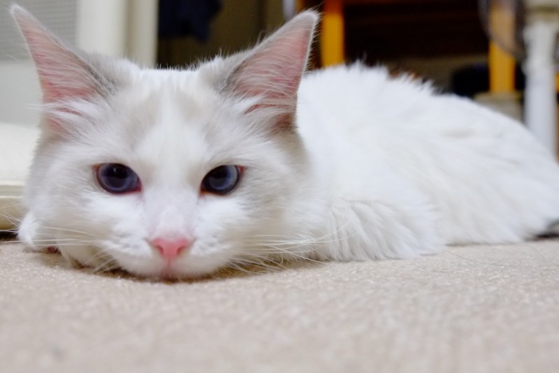 Ангорская кошка