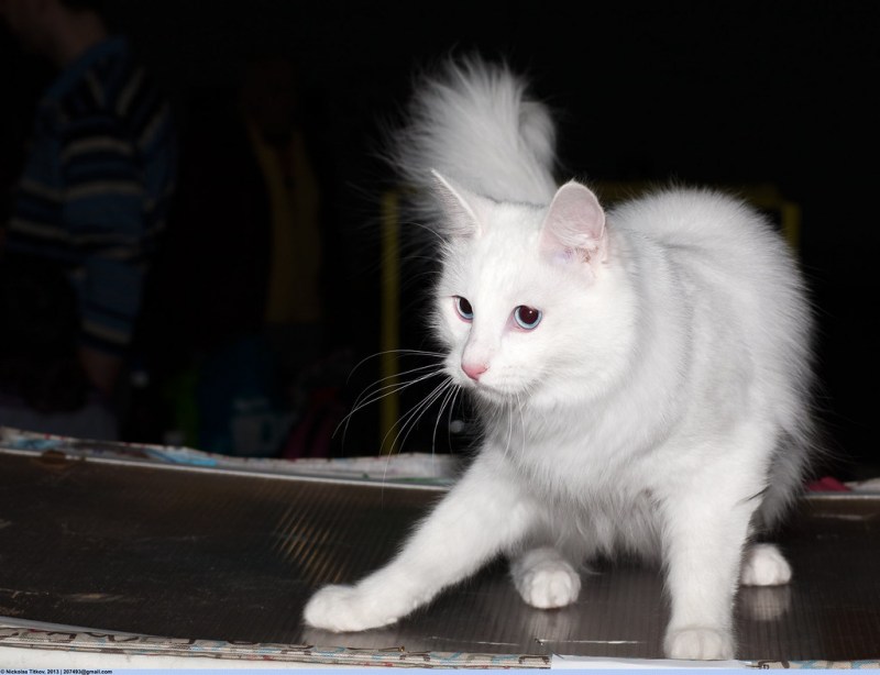 Котята турецкой ангоры серые