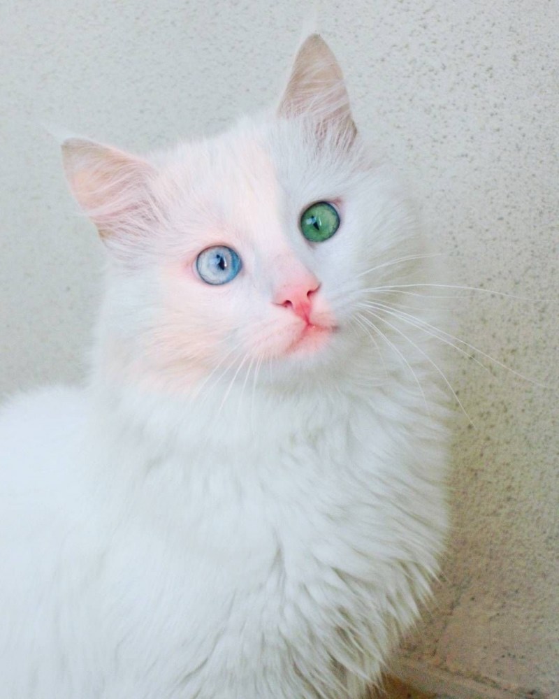 Турецкая ангора кошка