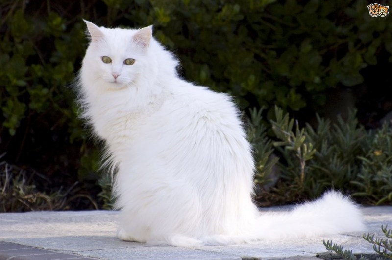 Angora Cat Хиршфилд