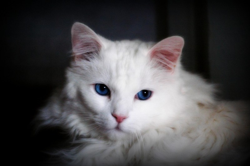 Белая ангорская кошка