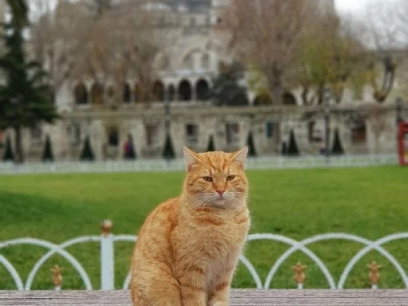 Коты в Стамбуле