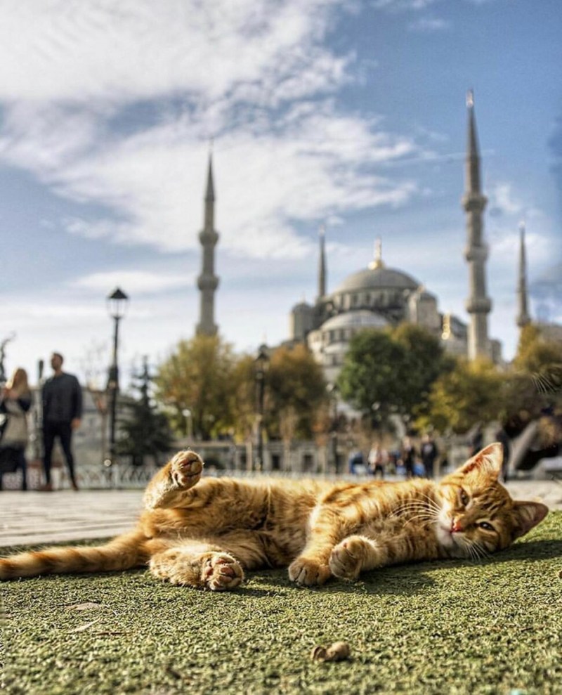 Кошки в Стамбуле