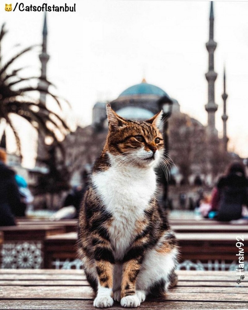 Турция город кошек