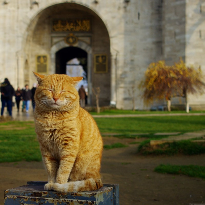 Котики Турция