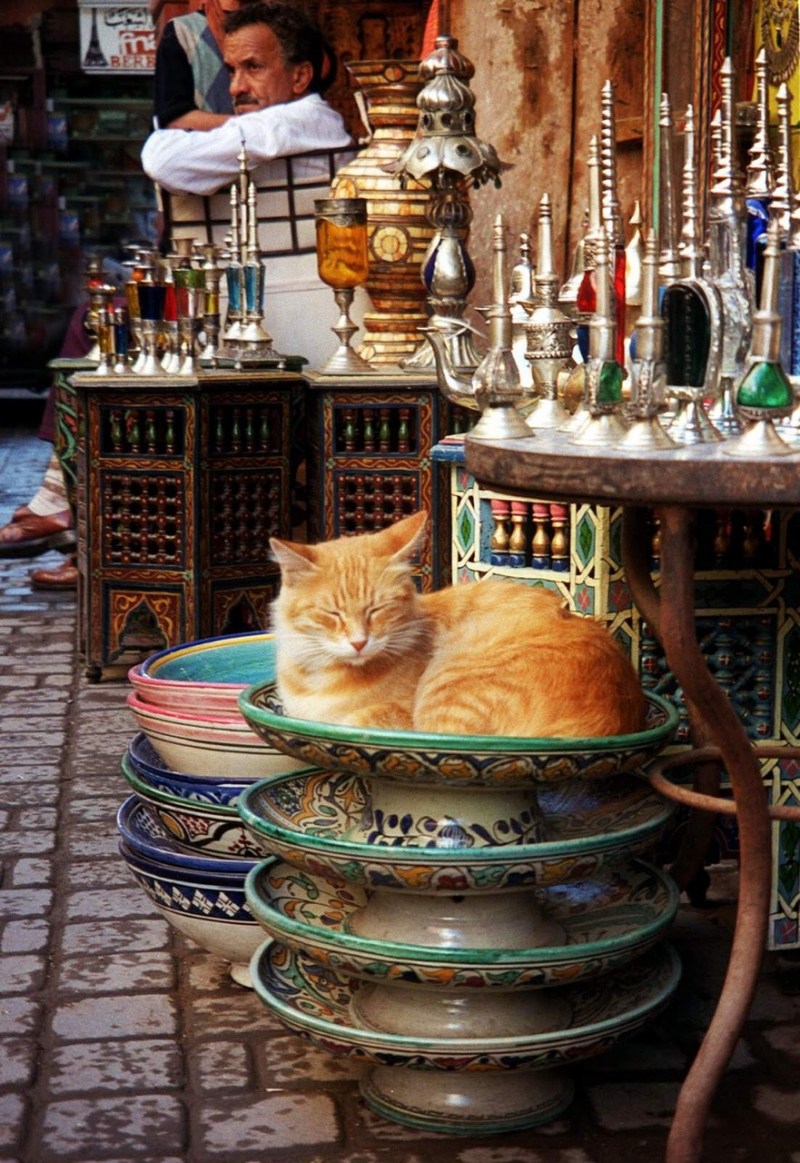 Кот на востоке