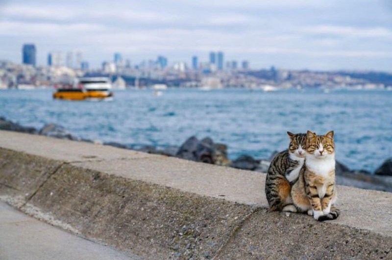 Стамбульские кошки
