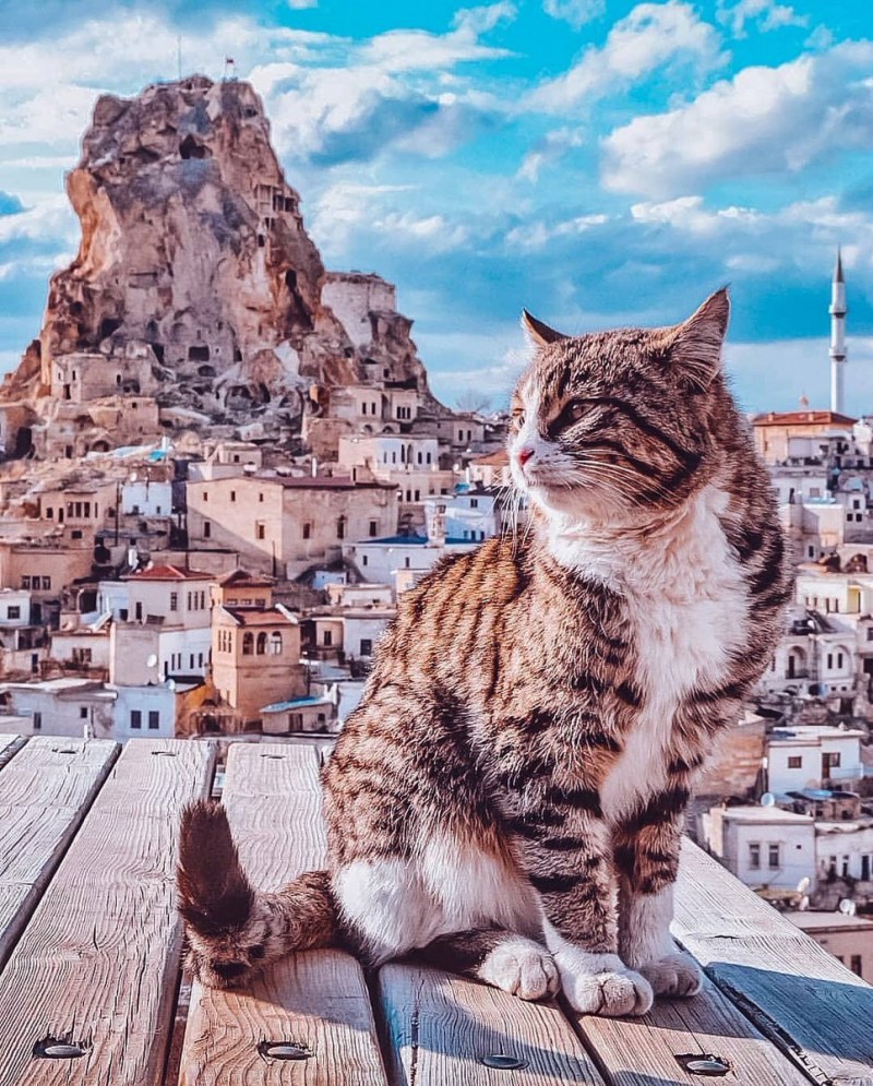 Кошки в Турции