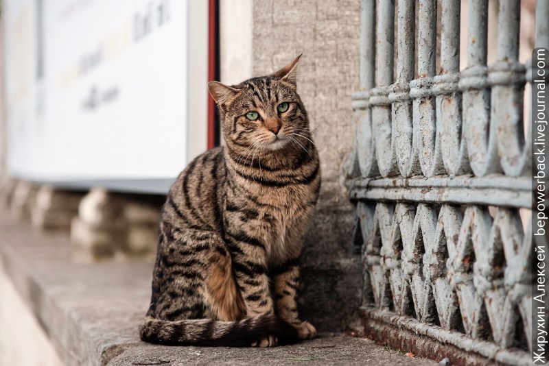 Уличные коты Стамбула