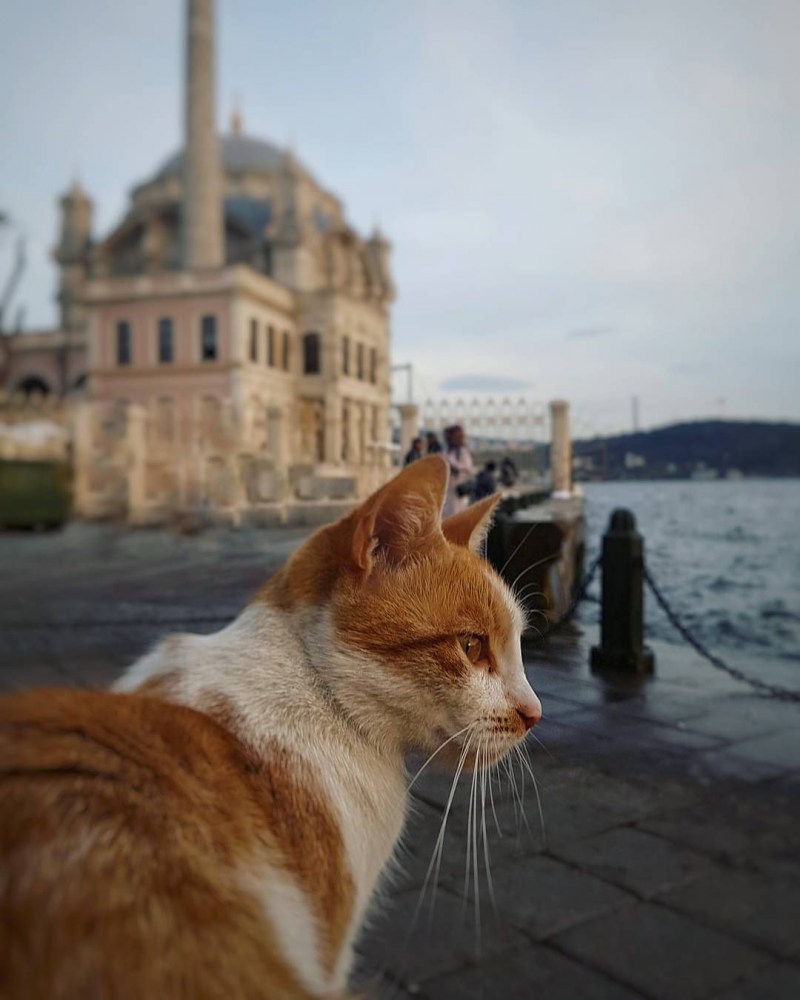Коты в Стамбуле